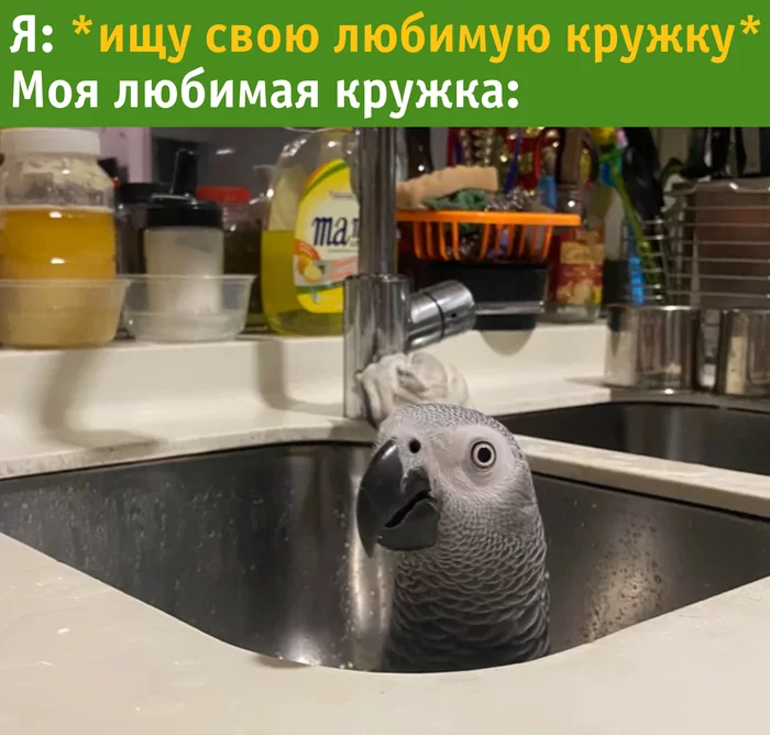 Favorite mug - My, Humor, A parrot, Кружки, Jaco, Picture with text