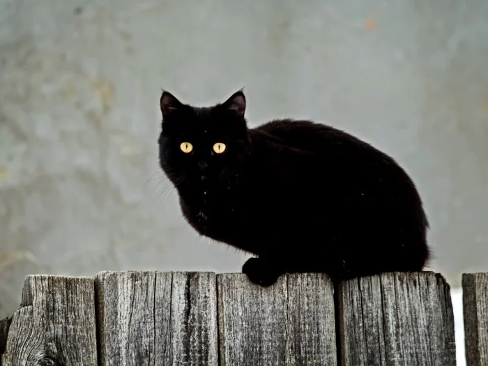 Fence - My, Winter, Street photography, Pets, The street, cat, Black cat