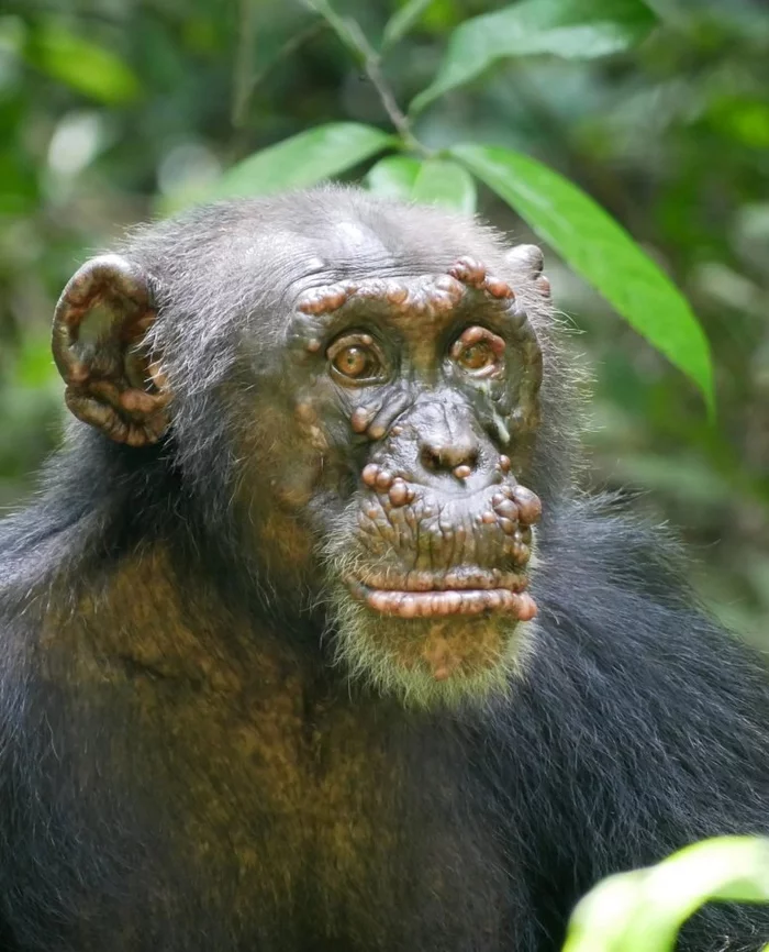 Wild chimpanzees first contracted leprosy - Wild animals, Chimpanzee, Primates, Western Africa, Guinea-Bissau, Disease, Infection, Research, , Scientists, The science, Longpost, Leprosy (disease)