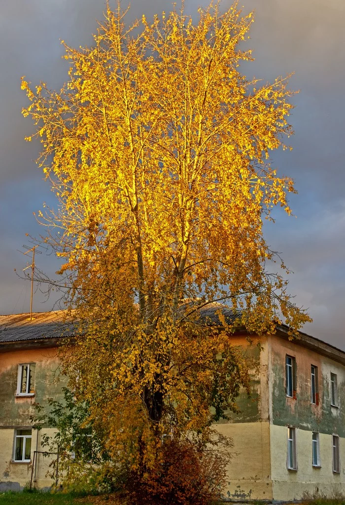 Осенняя фоточка - Моё, Средний урал, Осень, Пейзаж, Закат, Дерево, Дом