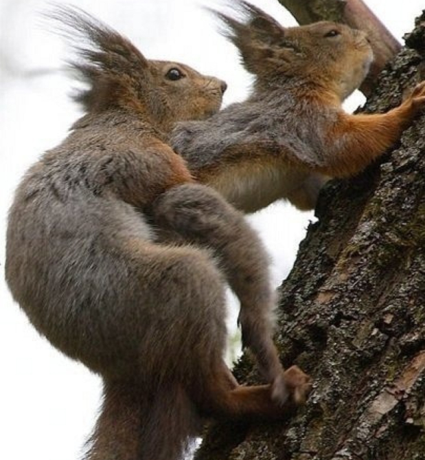 Be like squirrels - My, Animals, Longpost, Mat, Humor, Awkward moment, Squirrel