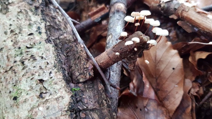       Marasmius rotula , , , , , 