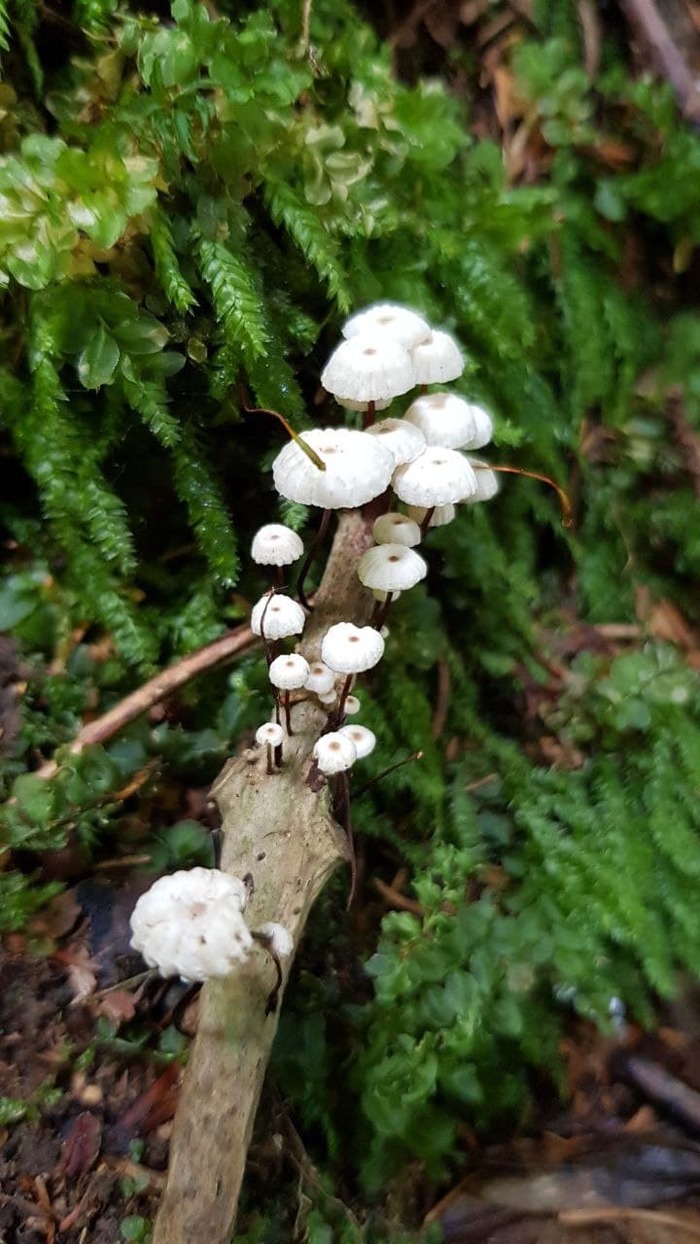       Marasmius rotula , , , , , 