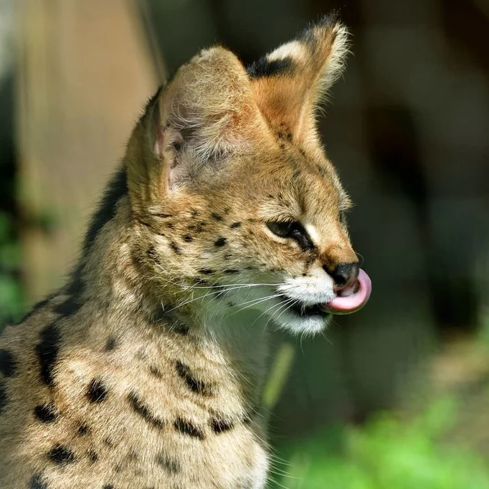 Looks like the cat noticed something tasty - Serval, Small cats, Cat family, Wild animals, Predatory animals, Milota, Zoo, Tokyo, , Japan, The photo, Language