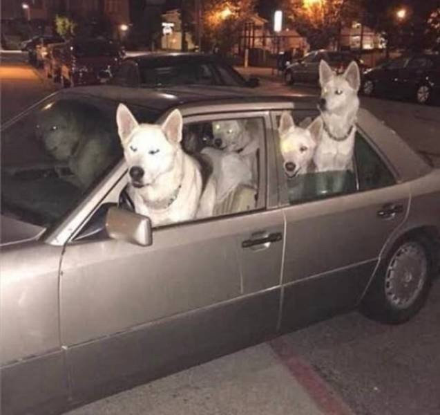 Бригада Гав