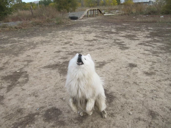 Samoyed catches a piece of sausage - My, Samoyed, Dog, Volzhsky, Dog North, The photo