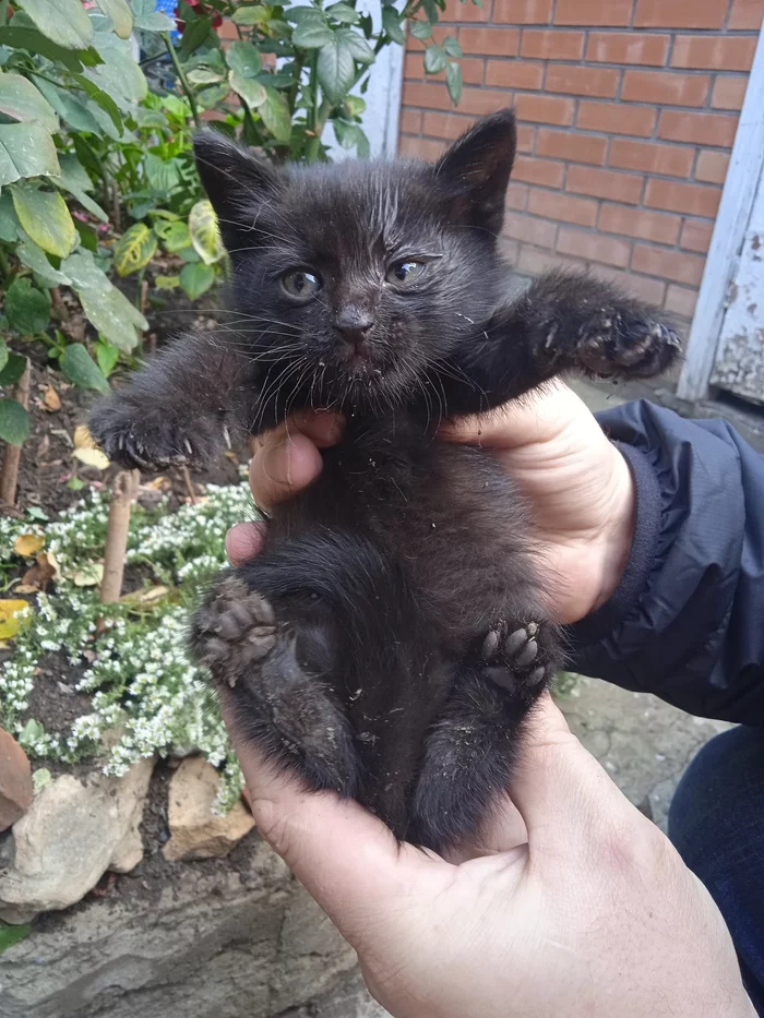 Help, Rostov-on-Don [Question closed - the kitten has found its owner] - My, Rostov-on-Don, In good hands, No rating, Black cat, Longpost, cat, Kittens