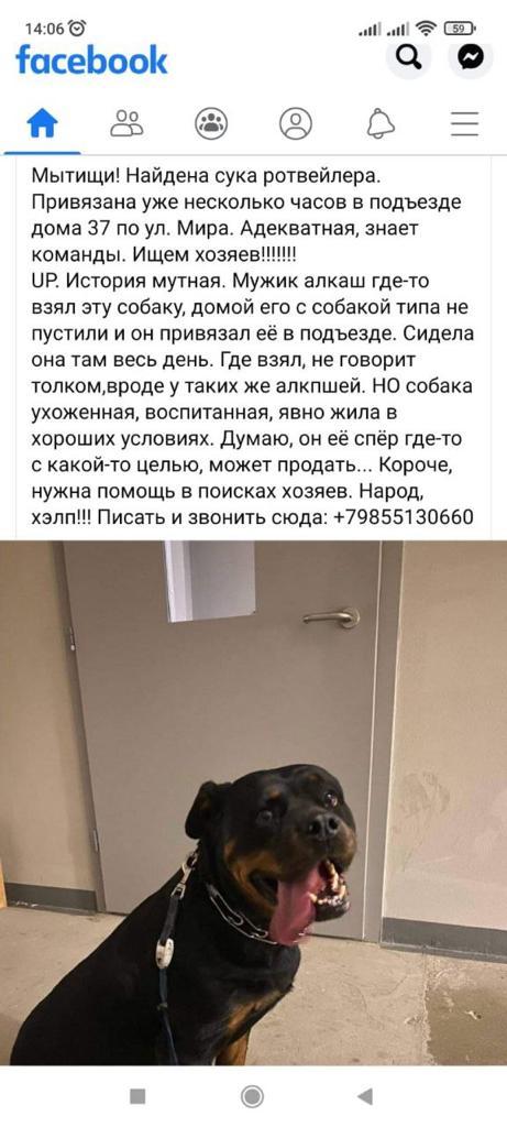 Найден ротвейлер в Мытищах