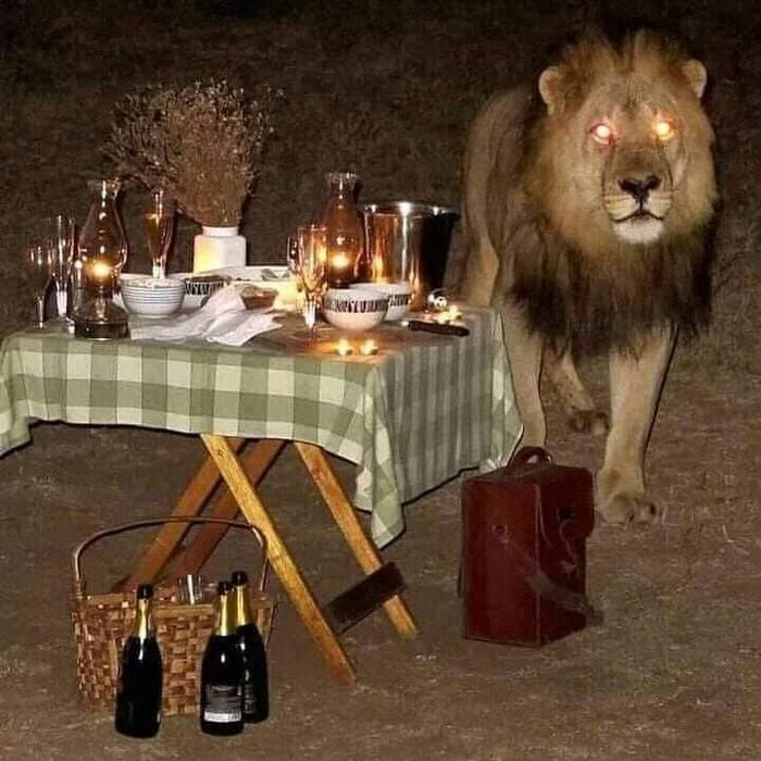 Somewhere in Africa - a lion, Food, Camping, The photo
