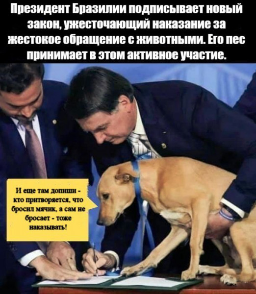 Collective creativity ... Okay: joint - Picture with text, Law, Dog, Humor, Brazil, Jair Bolsonaro