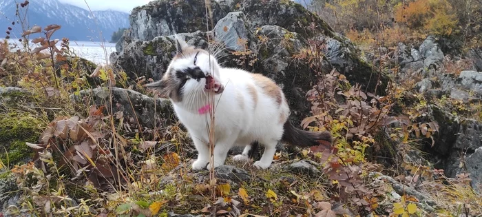 Cat from Yailu - My, cat, Nature, Altai Republic, Teletskoe lake, The photo, Milota