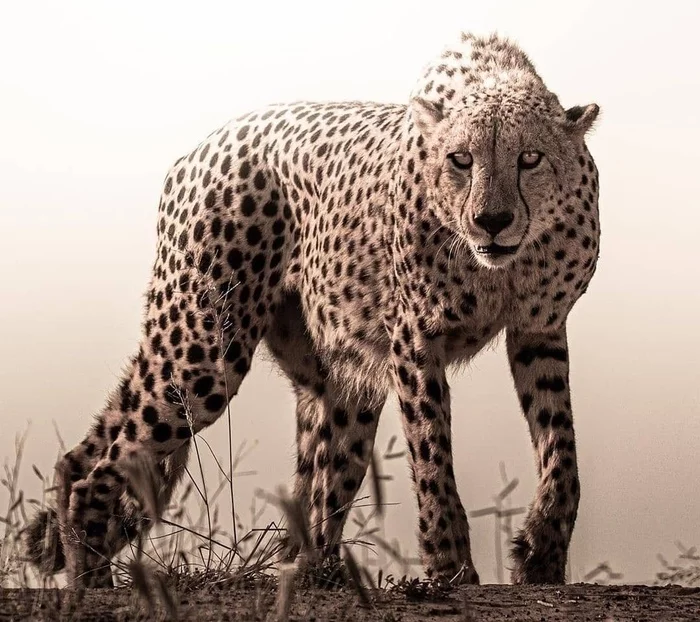 Epic photo - Animals, The photo, Cheetah, Small cats, Cat family, Wild animals, Predatory animals