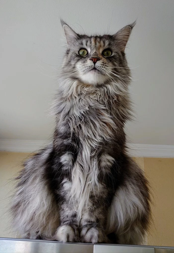 Lush forms - My, cat, Maine Coon, Pets, The photo
