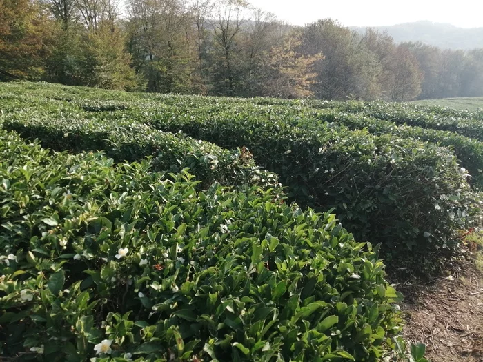 Walk around Matsesta. Semyonovka. Abandoned tea plantations - My, Sochi, Hike, Tea, Plantation, Video, Longpost