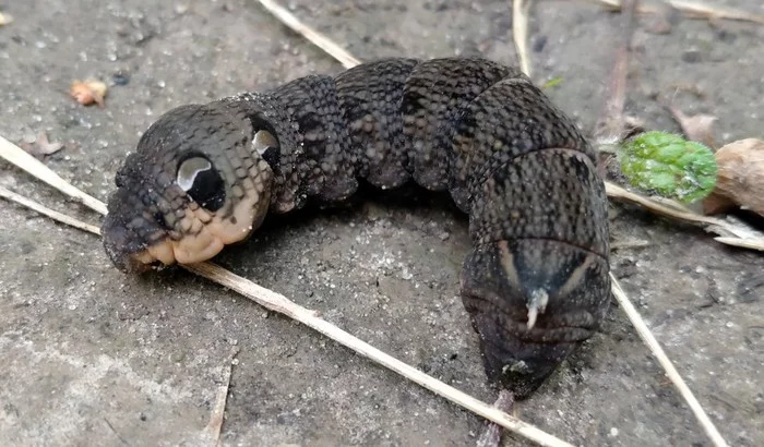 hawk hawk caterpillar - My, Hawk, Butterfly, The photo, Caterpillar, Insects