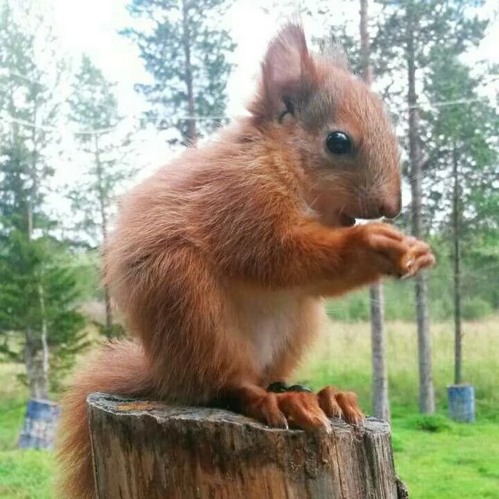 Traveler squirrel lives in Murmansk - My, Pets, Homeless animals, Squirrel, Animal Rescue, Saving life, Murmansk region, Helping animals, The rescue, Longpost