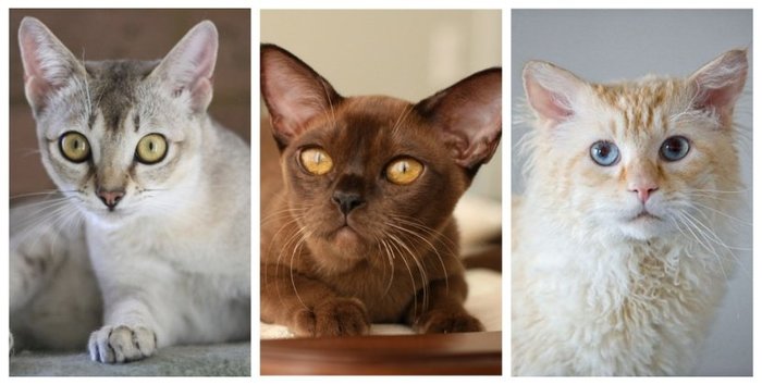 Пушистые бриллианты: 10 самых редких пород кошек в мире Кот, Породы кошек, Длиннопост, Красота природы, Милота