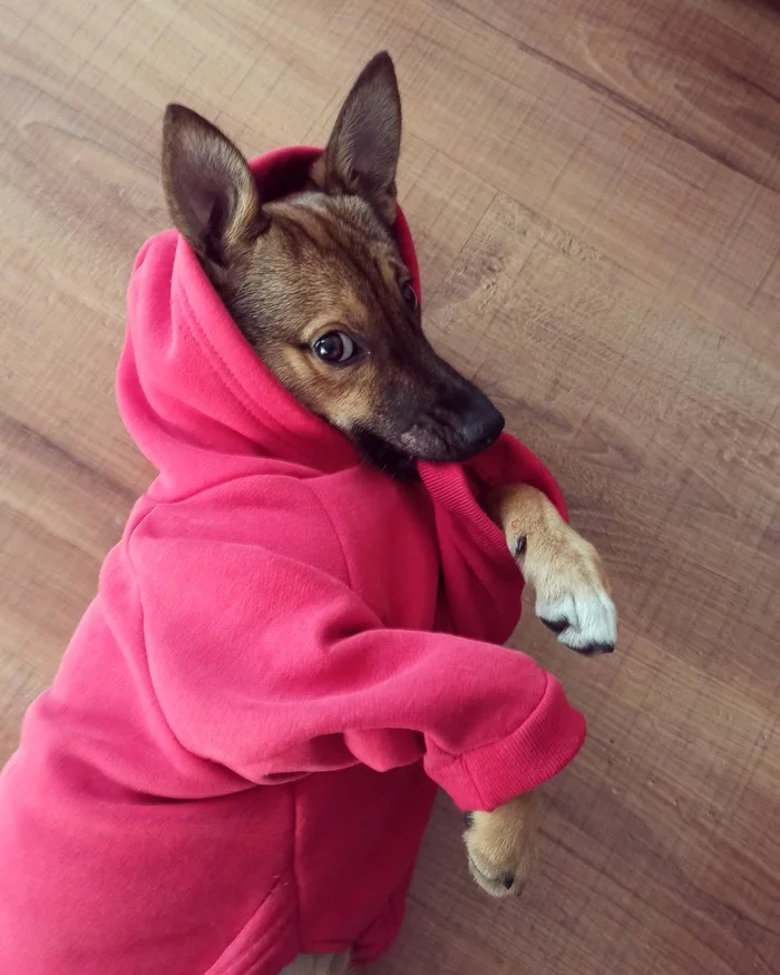 Good boy - My, Dog, Hoodie, The photo, Clothes for animals, Milota