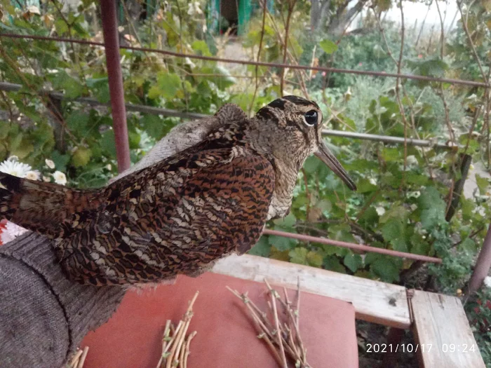 Woodcock in Saratov - My, Woodcock, Birds, Ornithology, Longpost