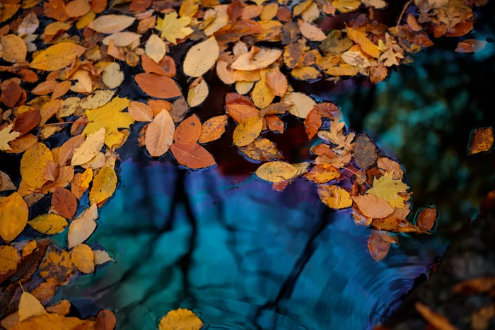 Autumn in a puddle - My, Leaves, Autumn, Puddle, The photo, Nature