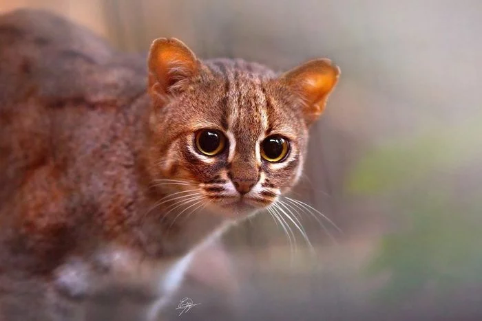 Rusty cat - Rusty cat, Small cats, Cat family, Predatory animals, Wild animals, Milota, Zoo, Poland