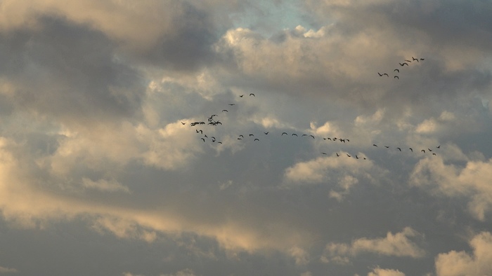 какая птица меньше колибри. Смотреть фото какая птица меньше колибри. Смотреть картинку какая птица меньше колибри. Картинка про какая птица меньше колибри. Фото какая птица меньше колибри какая птица меньше колибри. Смотреть фото какая птица меньше колибри. Смотреть картинку какая птица меньше колибри. Картинка про какая птица меньше колибри. Фото какая птица меньше колибри