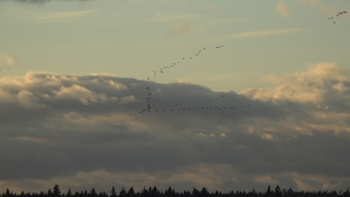 какая птица меньше колибри. Смотреть фото какая птица меньше колибри. Смотреть картинку какая птица меньше колибри. Картинка про какая птица меньше колибри. Фото какая птица меньше колибри какая птица меньше колибри. Смотреть фото какая птица меньше колибри. Смотреть картинку какая птица меньше колибри. Картинка про какая птица меньше колибри. Фото какая птица меньше колибри