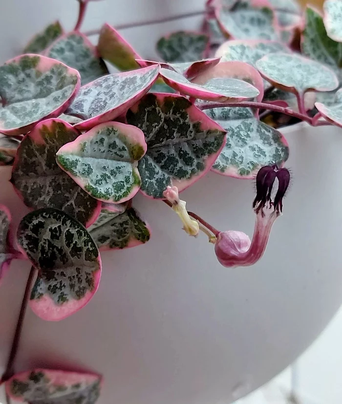 Ceropegia Voodoo - My, Succulents, Macro photography, Plants, Plant growing, The photo, Mobile photography, Hobby, Nature, , beauty of nature, Houseplants