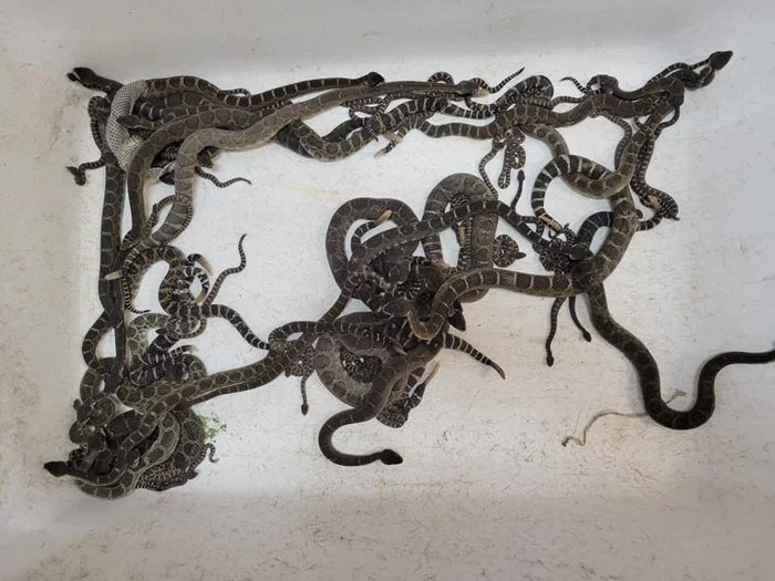 Rattlesnake bunch: snake catchers encountered a large snake lair under a house in California - Rattlesnake, Reptiles, Wild animals, Poisonous animals, Snakes, California, USA, The national geographic, , Interesting, Snake, Animal Rescue, Longpost