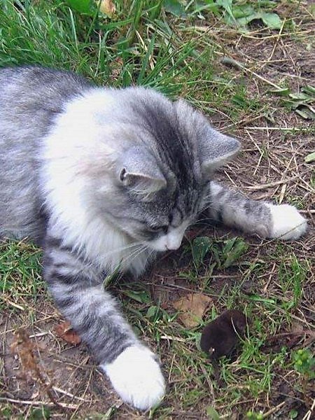 С мышонком кошка играла...