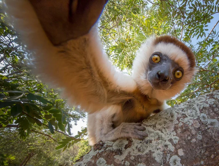 Selfie - Sifaki, Primates, Wild animals, wildlife, Madagascar, Africa, The photo, Selfie, , Reserves and sanctuaries