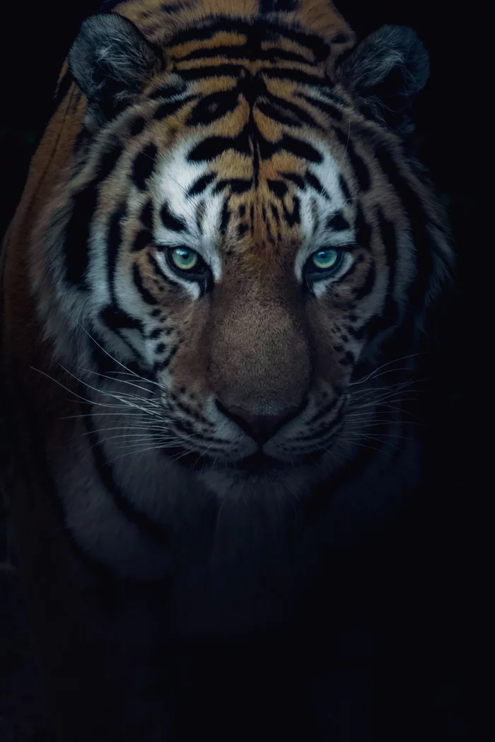 Human gaze 2.0 - My, Eyes, Tiger, Nature, Animals, Night, Art, The photo, Photographer, , Big cats, Cat family, Predatory animals, Wild animals