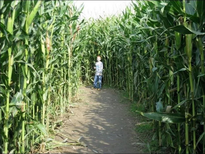 Как мы заблудились, или история как я нашел отца в кукурузном поле Длиннопост, Заблудился, Отец, Бабушка, Деревня, Кукуруза