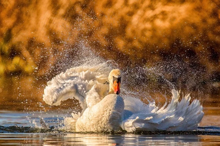 Traditions of antiquity deep: 5 common superstitions and misconceptions about animals - Animals, Wild animals, Pets, Interesting, Superstition, cat, Dog, Birds, , Insects, Nightjar, Earwig, Swans, Around the world, Longpost