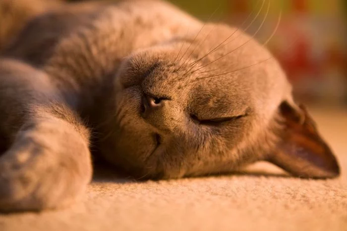 Traditions of antiquity deep: 5 common superstitions and misconceptions about animals - Animals, Wild animals, Pets, Interesting, Superstition, cat, Dog, Birds, , Insects, Nightjar, Earwig, Swans, Around the world, Longpost
