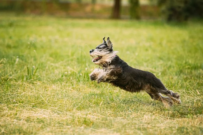 Traditions of antiquity deep: 5 common superstitions and misconceptions about animals - Animals, Wild animals, Pets, Interesting, Superstition, cat, Dog, Birds, , Insects, Nightjar, Earwig, Swans, Around the world, Longpost