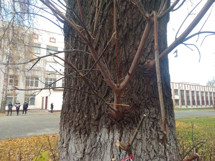 курица или петух трава как называется. Смотреть фото курица или петух трава как называется. Смотреть картинку курица или петух трава как называется. Картинка про курица или петух трава как называется. Фото курица или петух трава как называется курица или петух трава как называется. Смотреть фото курица или петух трава как называется. Смотреть картинку курица или петух трава как называется. Картинка про курица или петух трава как называется. Фото курица или петух трава как называется