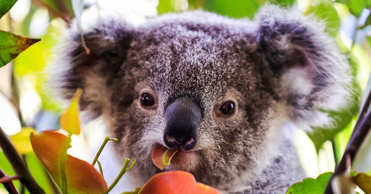 Красная коала. Коала на эвкалипте. Мем с коалой и эвкалиптом. Зверек похожий на коалу. Коала с листом.