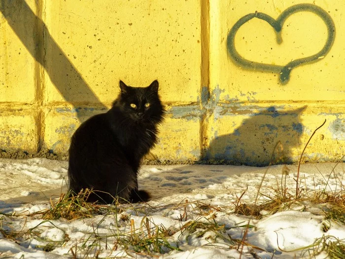 Winter - My, Town, Street photography, Winter, Snow, cat, Black cat