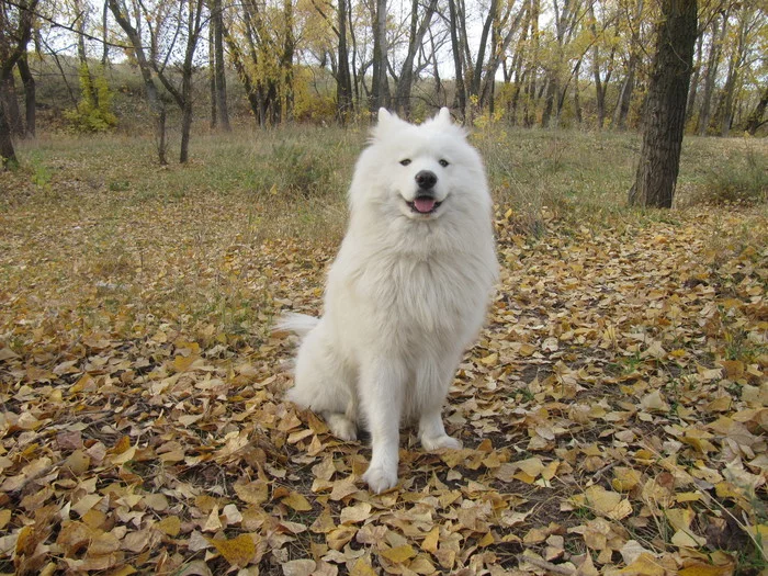 autumn samoyed - My, Samoyed, Dog, Volzhsky, Dog North, Autumn, The photo