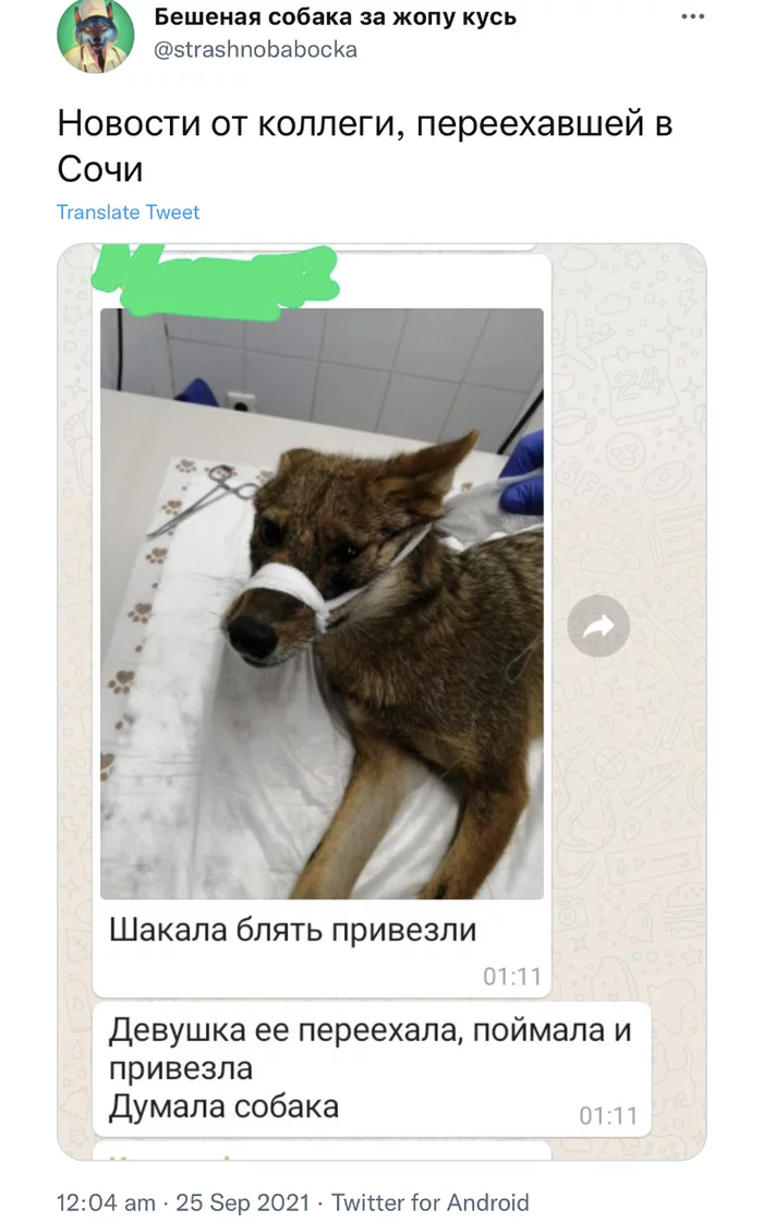 poor jackal - Twitter, Screenshot, Jackal, Veterinary, Humor