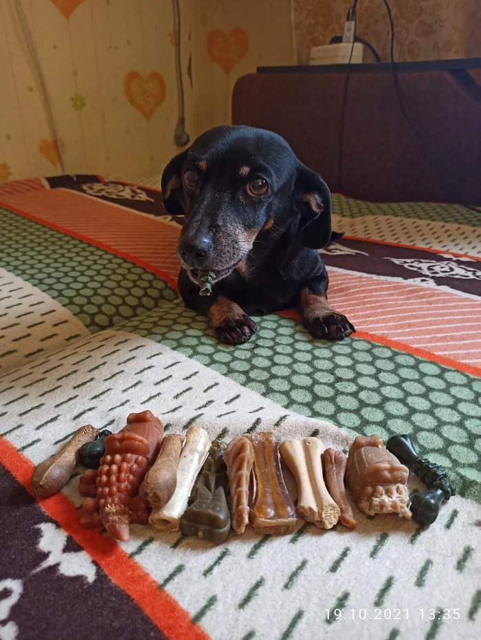 When I decided to tidy up under the sofa - My, Dog, Dachshund, Pets