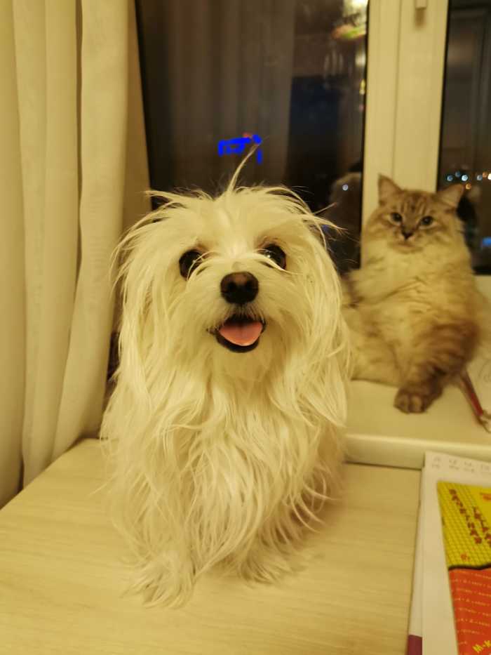 With a friend of my harsh days - My, cat, Neva Masquerade, Maltese lapdog, Cats and dogs together, Pets