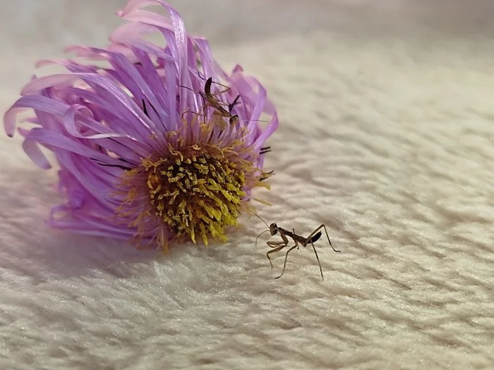 Mantis nymph - My, Mantis, Insects, Biology, Video, Longpost, Larva, Жуки