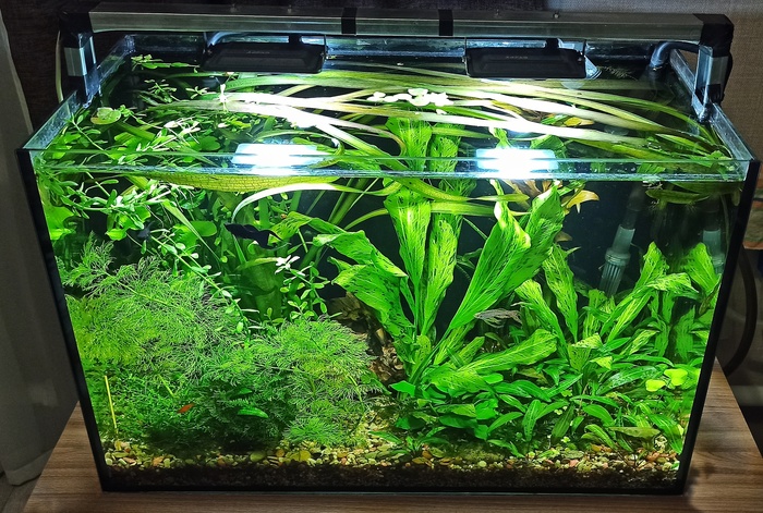 аквариум для рыб xiaomi geometry fish tank aquaponics ecosystem c180 standart set 9 литров. Смотреть фото аквариум для рыб xiaomi geometry fish tank aquaponics ecosystem c180 standart set 9 литров. Смотреть картинку аквариум для рыб xiaomi geometry fish tank aquaponics ecosystem c180 standart set 9 литров. Картинка про аквариум для рыб xiaomi geometry fish tank aquaponics ecosystem c180 standart set 9 литров. Фото аквариум для рыб xiaomi geometry fish tank aquaponics ecosystem c180 standart set 9 литров
