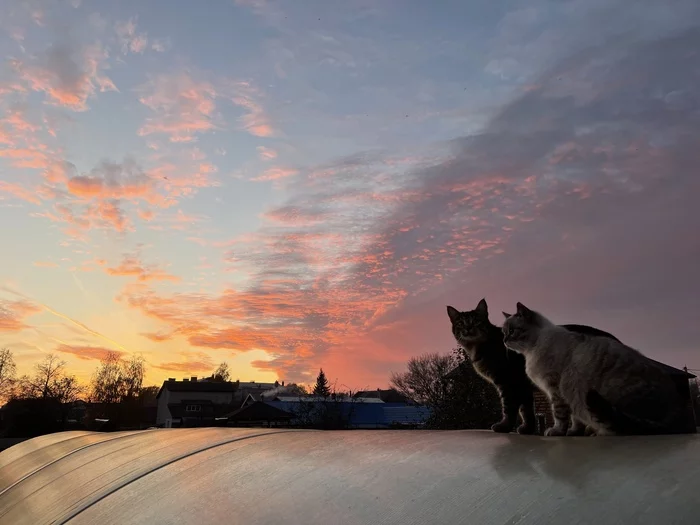 Serenity - My, Milota, cat, Fluffy, Sunset, The photo