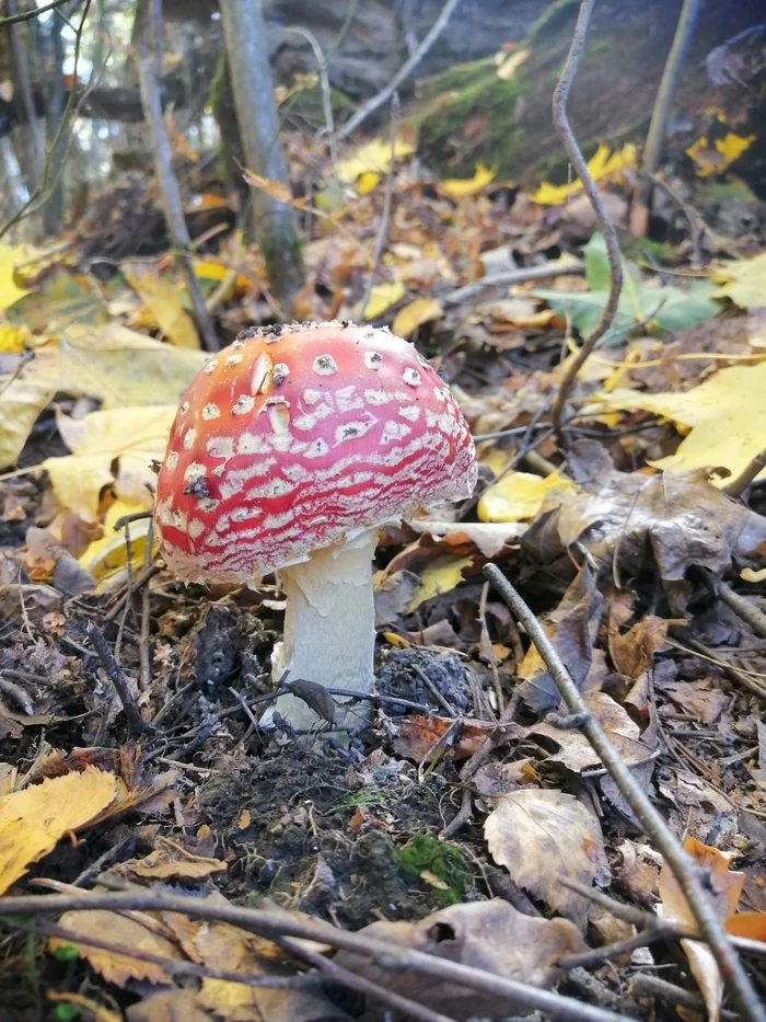 Fly agaric - My, Fly agaric, Forest, Orel city