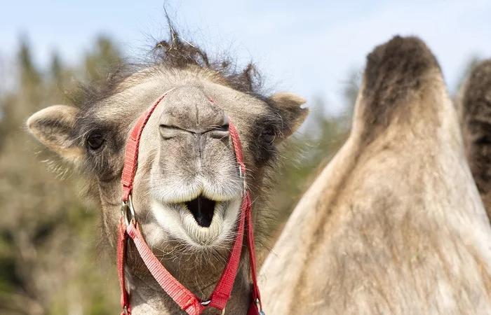 “Ships of the Desert” bypass Crimea - Camels, Pets, Crimea, Astrakhan Region, Longpost