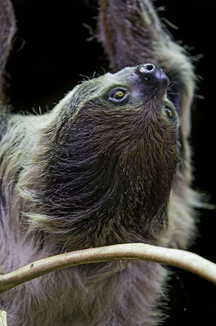 Sloths - Sloth, Wild animals, Zoo, The photo, Longpost