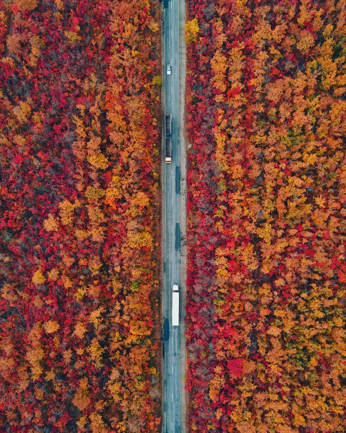 Осень бывает не только золотой - Моё, Осень, Дорога, Фотография, Аэросъемка, Лес